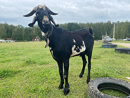  
К продаже предлагается 98% нубийский козёл, позывной - Алеша :) рождён 3. 12.21 г. 
