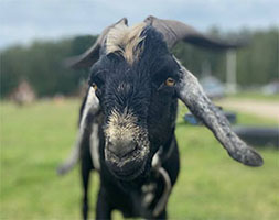  
К продаже предлагается 98% нубийский козёл, позывной - Алеша :) рождён 3. 12.21 г. 
