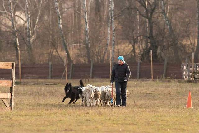 пастушья служба