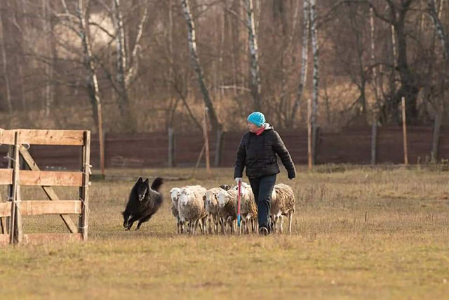 пастушья служба