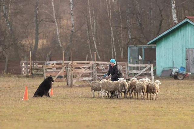 пастушья служба