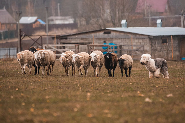 староанглийская овчарка