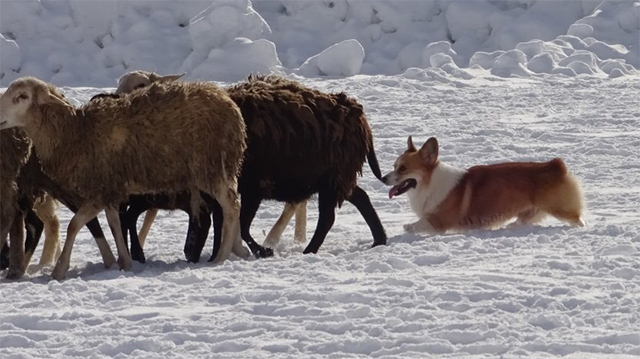 корги