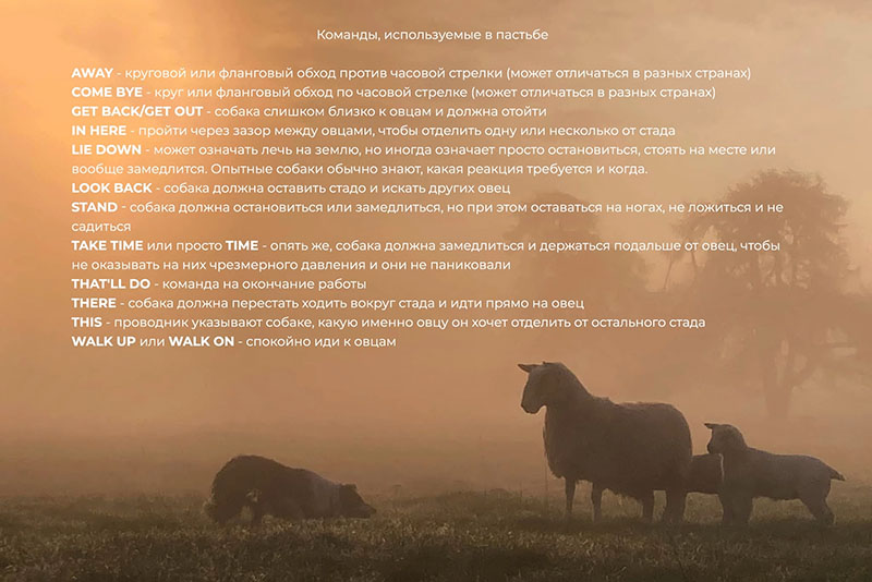 Пастушья служба НАФАНИ