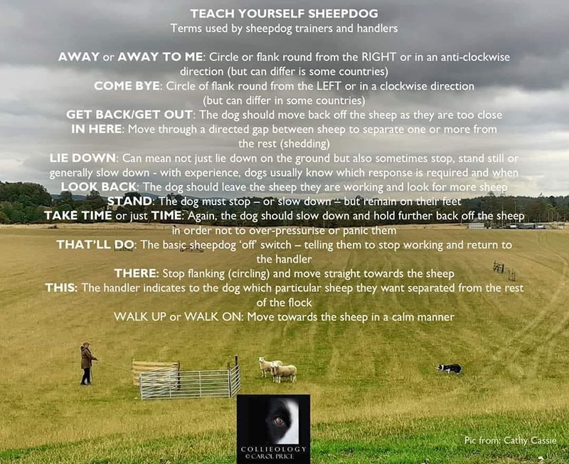 Пастушья служба НАФАНИ