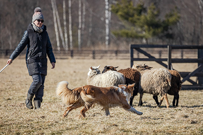 пастушья служба