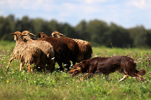 Dabbecco Gambler Trichoco