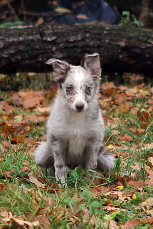 щенок пастух