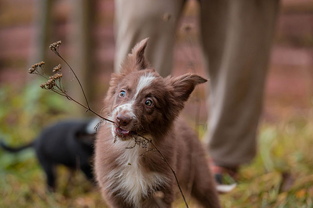 щенок бордер колли