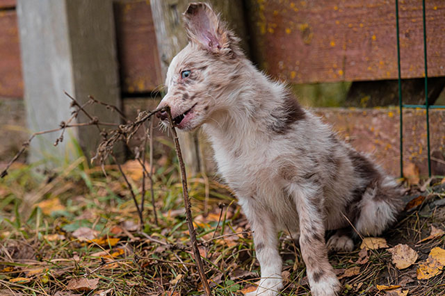 щенок бордер колли