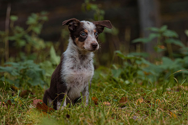 щенок бордер колли