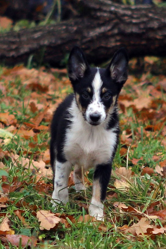 щенок пастух