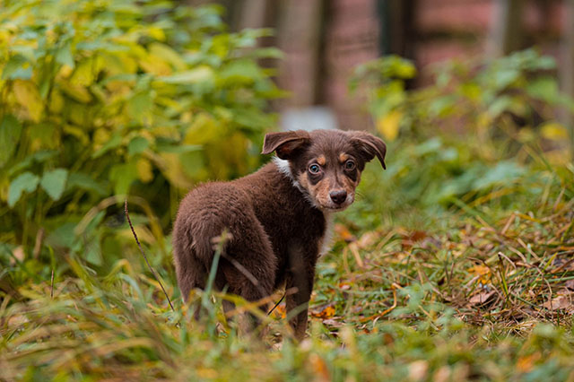 щенок бордер колли
