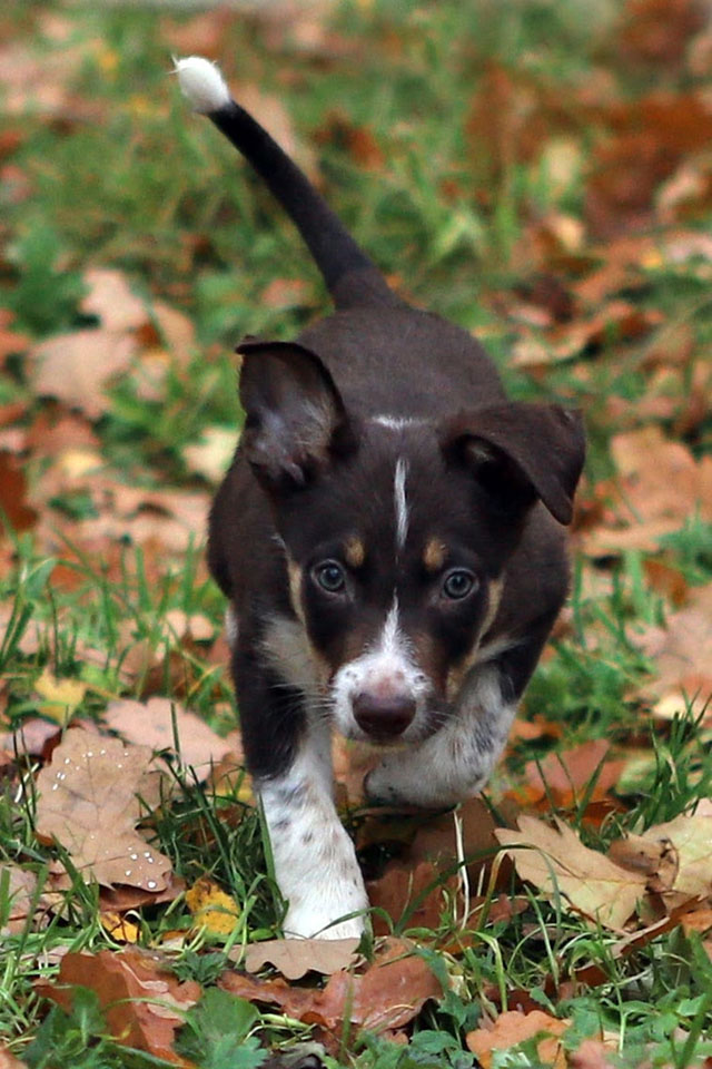 щенок пастух