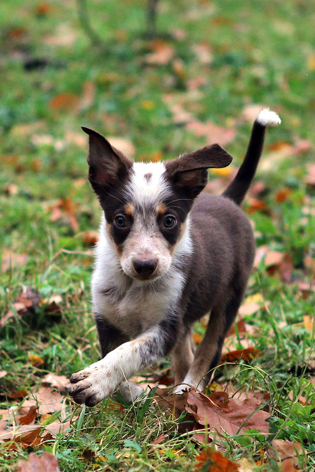 щенок пастух