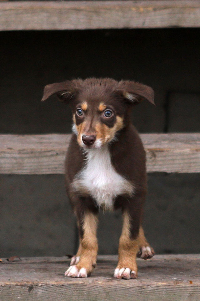 щенок пастух