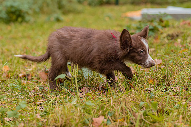 щенок пастух