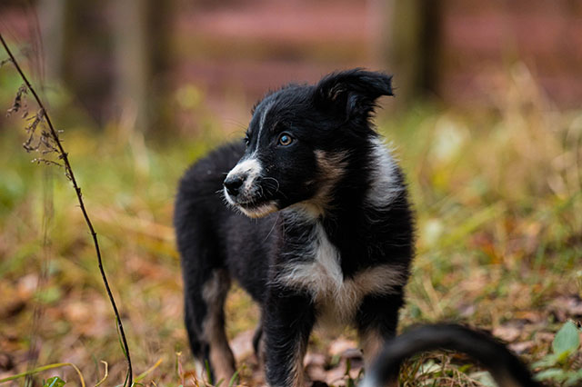 щенок пастух