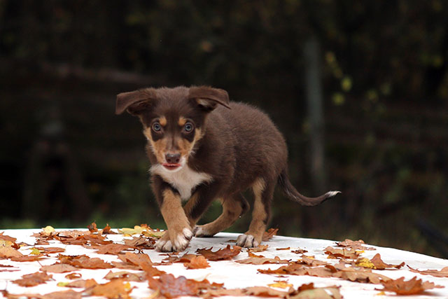 щенок пастух