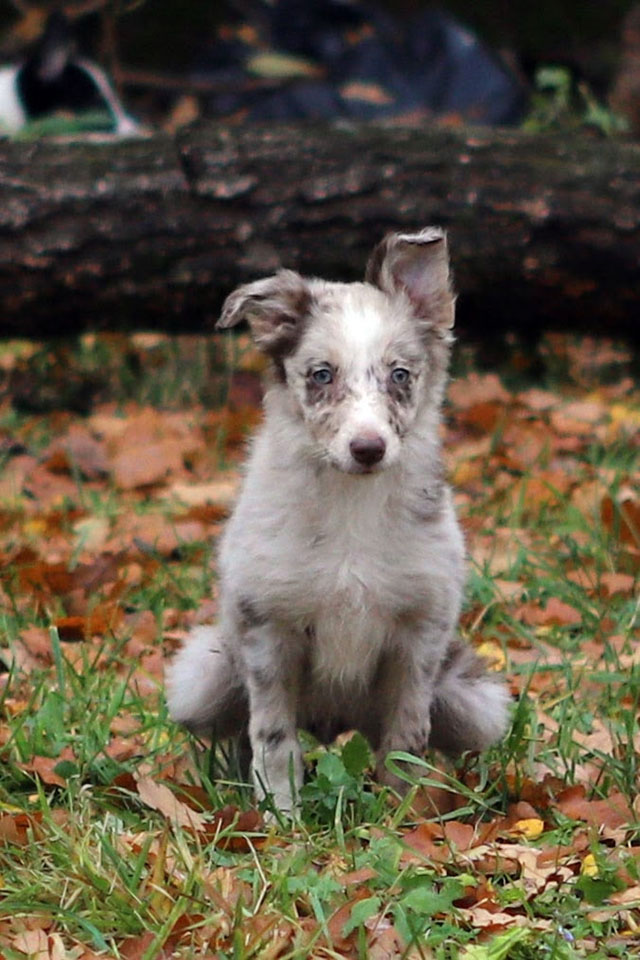 щенок пастух