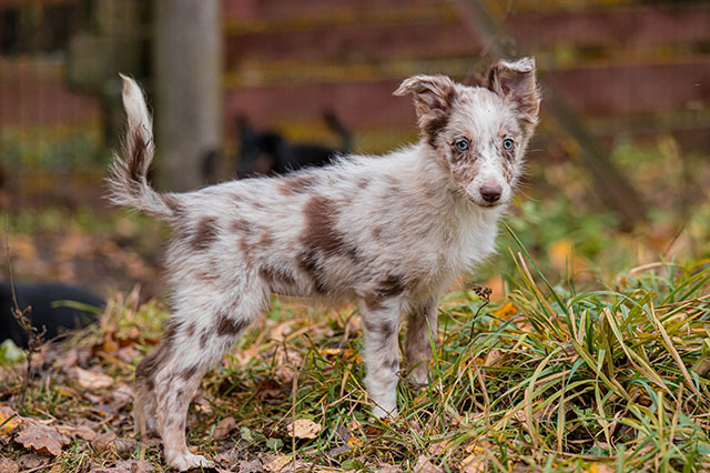 щенок пастух