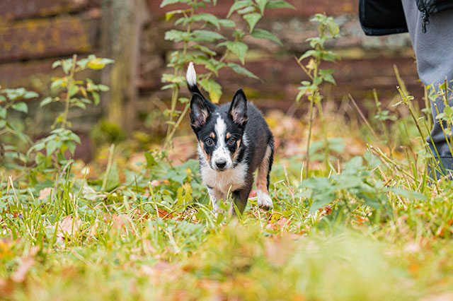 щенок бордер колли