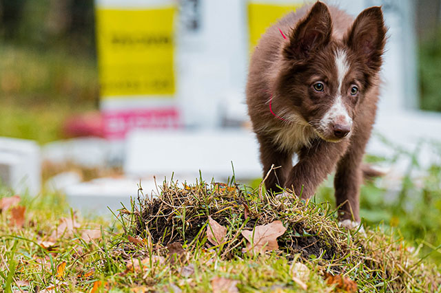 щенок пастух