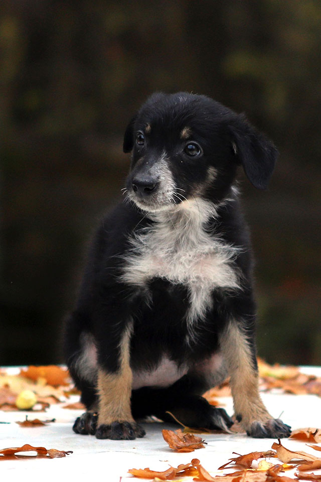 щенок пастух